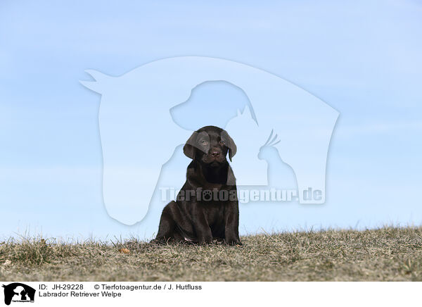 Labrador Retriever Welpe / JH-29228