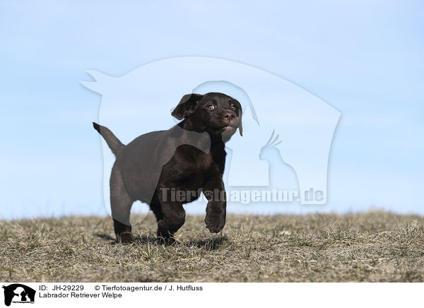 Labrador Retriever Welpe / JH-29229