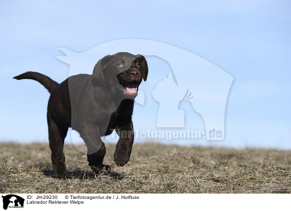 Labrador Retriever Welpe / JH-29230