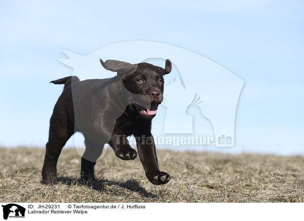 Labrador Retriever Welpe / JH-29231