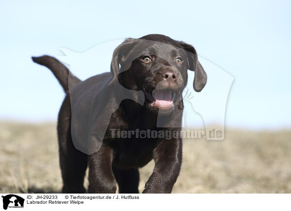 Labrador Retriever Welpe / JH-29233