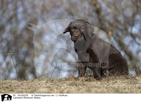 Labrador Retriever Welpe / JH-29239