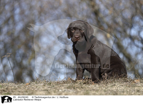 Labrador Retriever Welpe / JH-29240