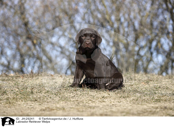 Labrador Retriever Welpe / JH-29241