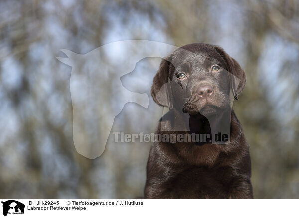 Labrador Retriever Welpe / JH-29245