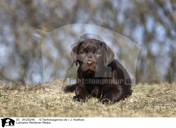 Labrador Retriever Welpe / JH-29246