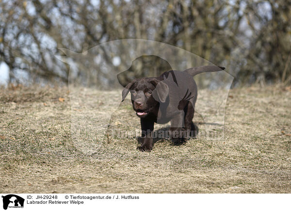 Labrador Retriever Welpe / JH-29248