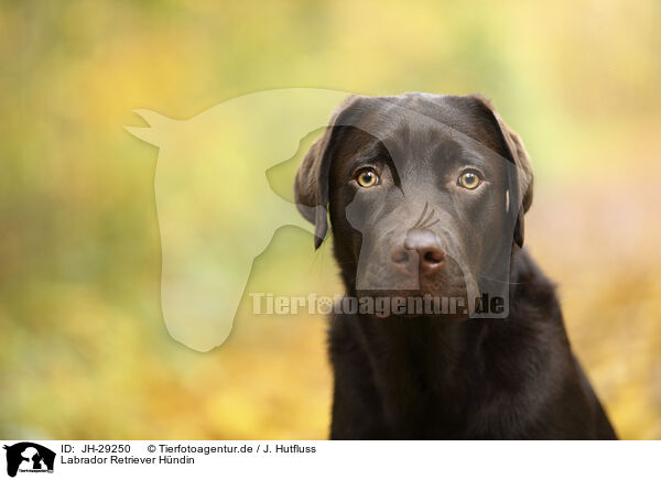 Labrador Retriever Hndin / JH-29250
