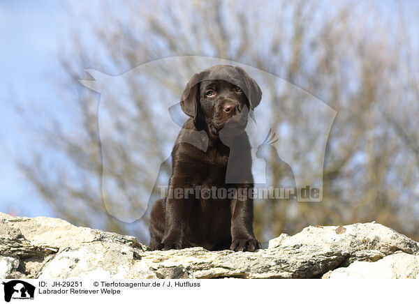 Labrador Retriever Welpe / JH-29251