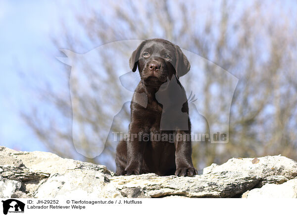 Labrador Retriever Welpe / JH-29252