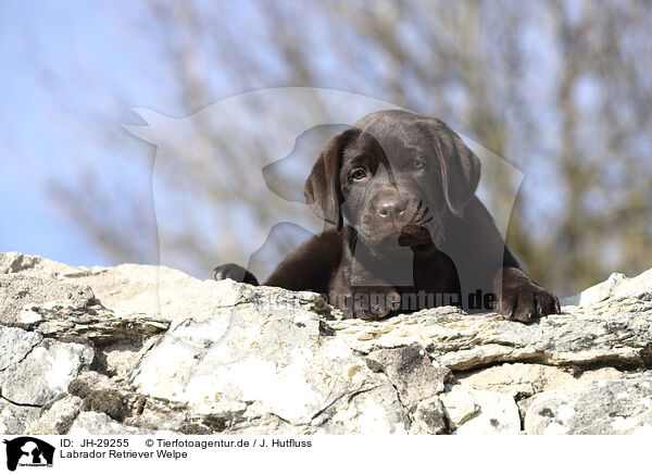 Labrador Retriever Welpe / JH-29255