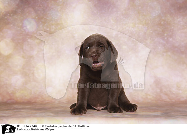 Labrador Retriever Welpe / JH-29746