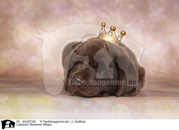 Labrador Retriever Welpe / JH-29749