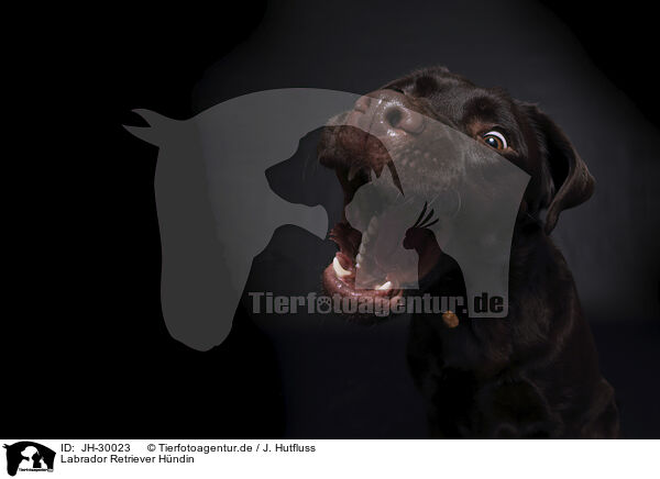 Labrador Retriever Hndin / female Labrador Retriever / JH-30023