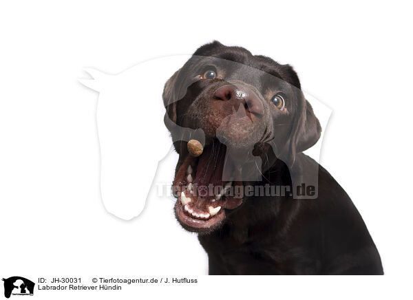 Labrador Retriever Hndin / female Labrador Retriever / JH-30031
