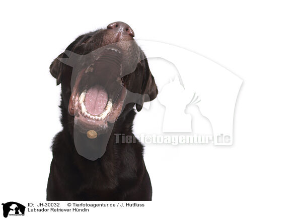 Labrador Retriever Hndin / female Labrador Retriever / JH-30032