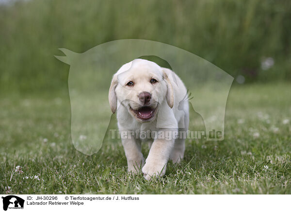 Labrador Retriever Welpe / JH-30296