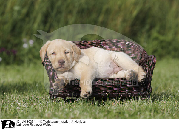 Labrador Retriever Welpe / Labrador Retriever Puppy / JH-30354