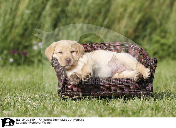 Labrador Retriever Welpe / JH-30359