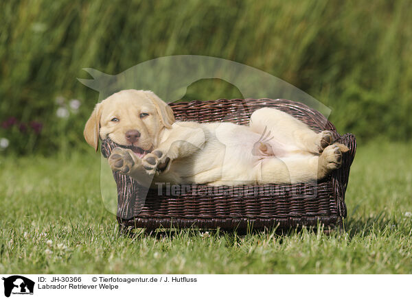 Labrador Retriever Welpe / JH-30366
