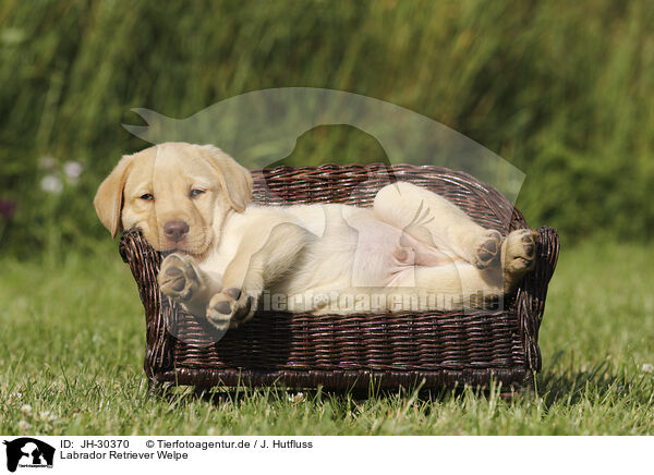Labrador Retriever Welpe / JH-30370