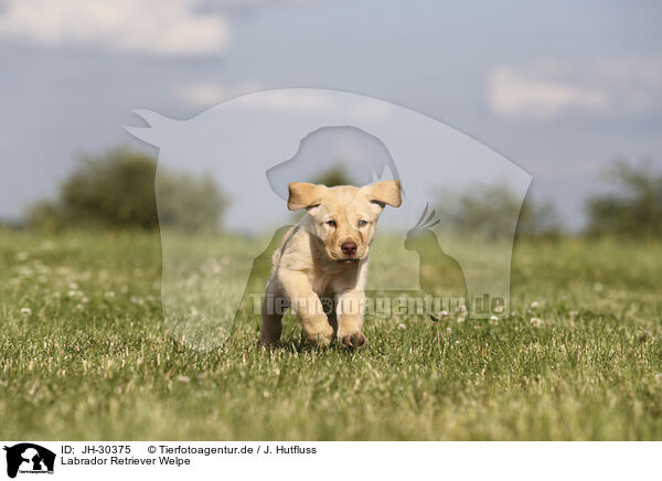 Labrador Retriever Welpe / Labrador Retriever Puppy / JH-30375