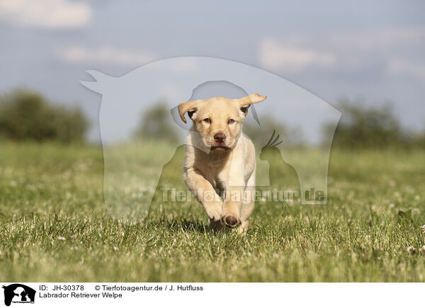 Labrador Retriever Welpe / Labrador Retriever Puppy / JH-30378