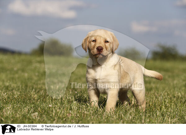 Labrador Retriever Welpe / Labrador Retriever Puppy / JH-30384