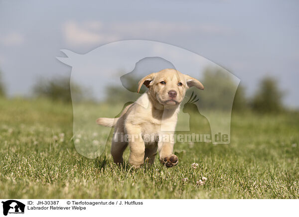 Labrador Retriever Welpe / Labrador Retriever Puppy / JH-30387