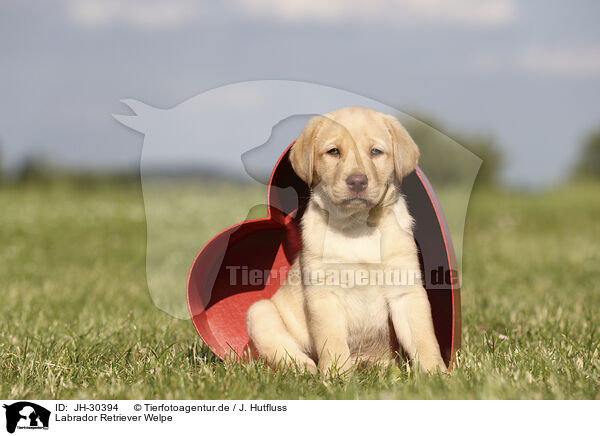 Labrador Retriever Welpe / Labrador Retriever Puppy / JH-30394