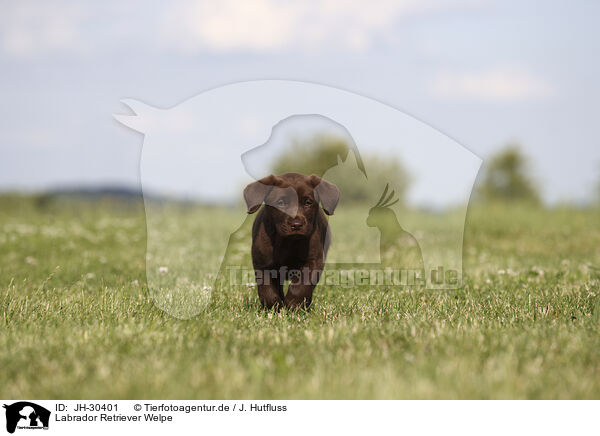 Labrador Retriever Welpe / Labrador Retriever Puppy / JH-30401