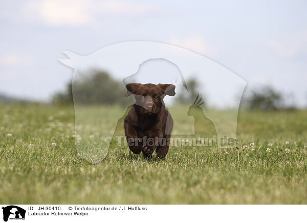 Labrador Retriever Welpe / Labrador Retriever Puppy / JH-30410