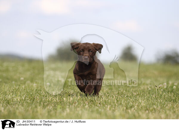 Labrador Retriever Welpe / Labrador Retriever Puppy / JH-30411