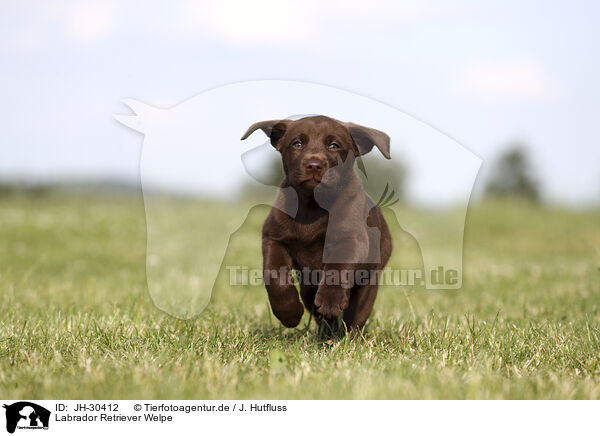 Labrador Retriever Welpe / Labrador Retriever Puppy / JH-30412