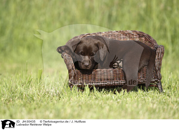 Labrador Retriever Welpe / Labrador Retriever Puppy / JH-30435