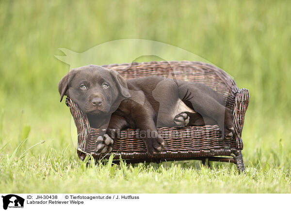 Labrador Retriever Welpe / Labrador Retriever Puppy / JH-30438