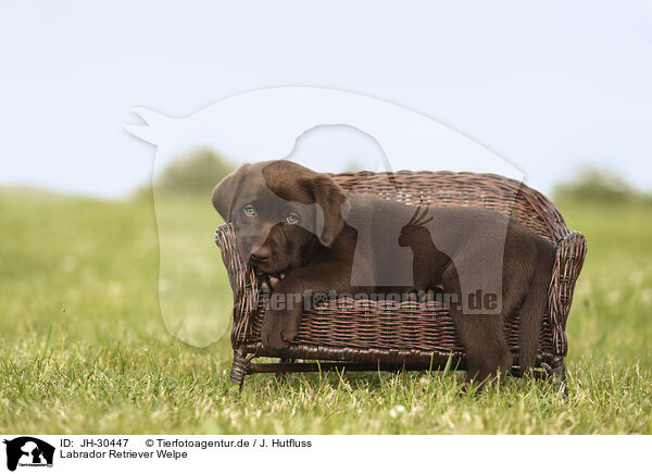 Labrador Retriever Welpe / Labrador Retriever Puppy / JH-30447