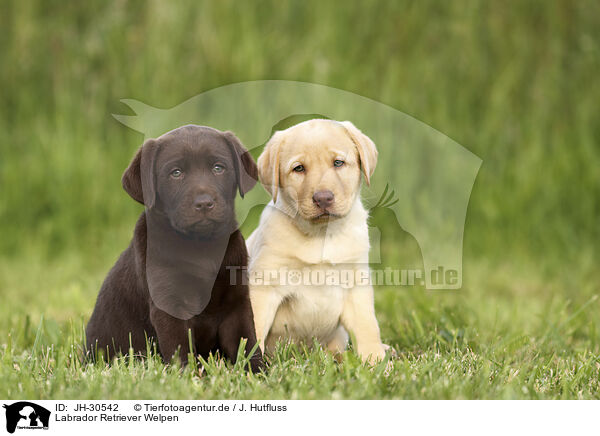 Labrador Retriever Welpen / Labrador Retriever Puppies / JH-30542