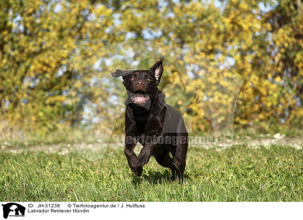 Labrador Retriever Hndin / JH-31238