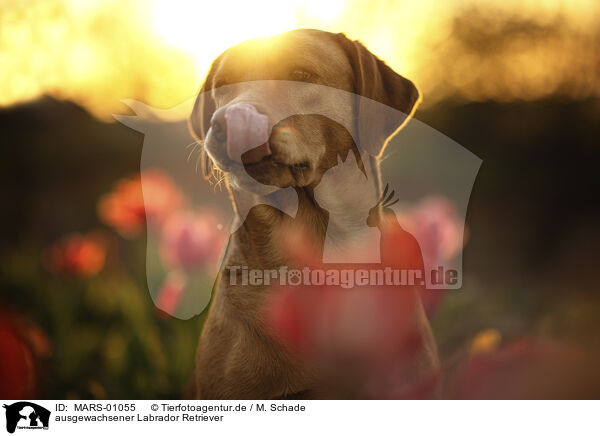 ausgewachsener Labrador Retriever / adult Labrador Retriever / MARS-01055