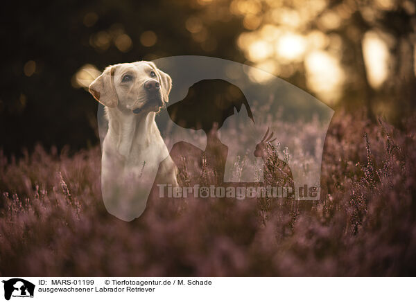 ausgewachsener Labrador Retriever / MARS-01199