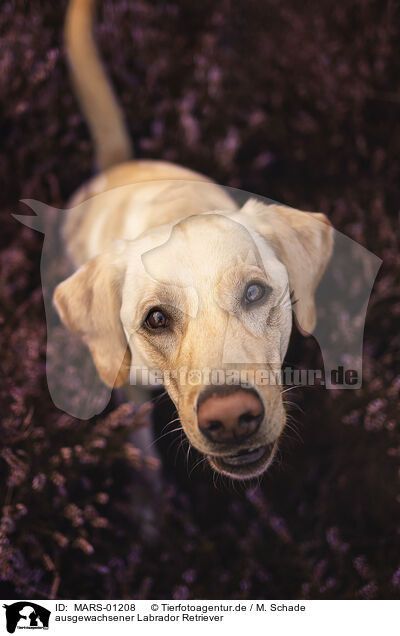 ausgewachsener Labrador Retriever / MARS-01208