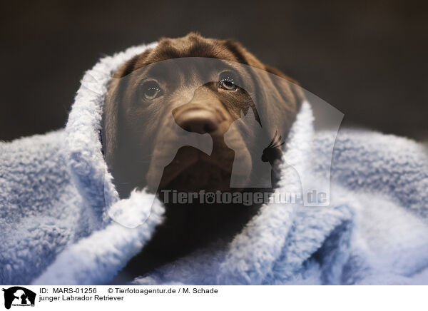 junger Labrador Retriever / young Labrador Retriever / MARS-01256