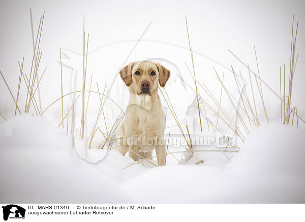 ausgewachsener Labrador Retriever / MARS-01340