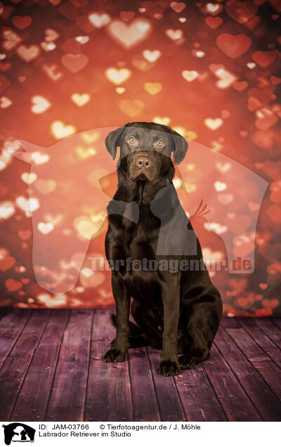 Labrador Retriever im Studio / Labrador Retriever in studio / JAM-03766