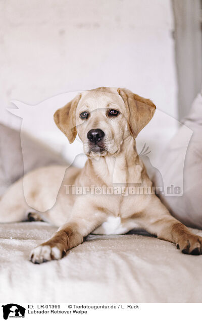 Labrador Retriever Welpe / Labrador Retriever Puppy / LR-01369