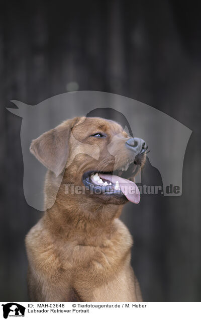 Labrador Retriever Portrait / MAH-03648