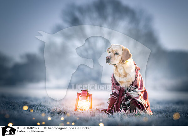 Labrador Retriever / Labrador Retriever / JEB-02397