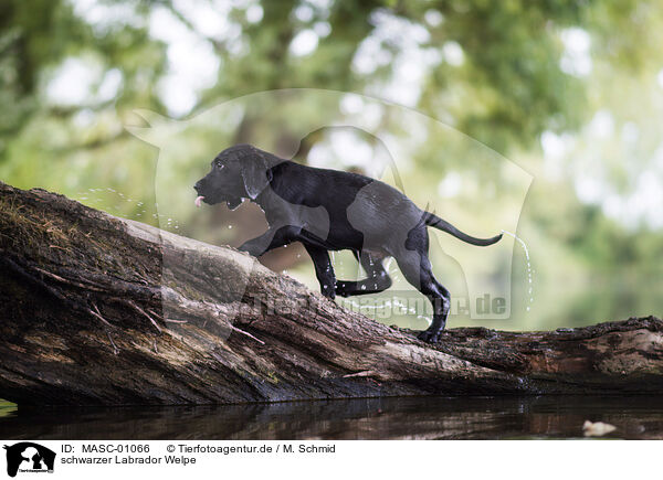 schwarzer Labrador Welpe / black Labrador puppy / MASC-01066