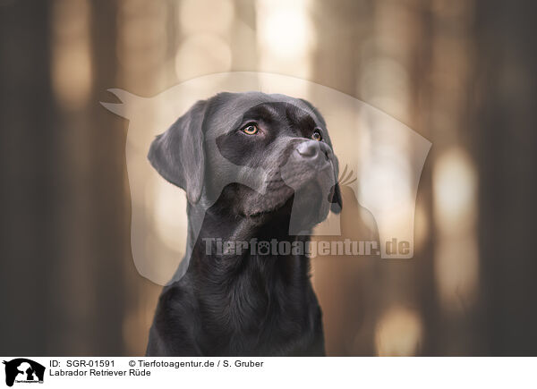 Labrador Retriever Rde / male Labrador Retriever / SGR-01591